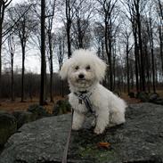 Bichon à poil frisé Banjo