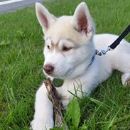Siberian husky Mesmocans Tala Sungila