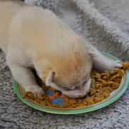 Siberian husky Mesmocans Tala Sungila