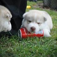 Siberian husky Mesmocans Tala Sungila