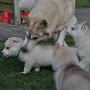 Siberian husky Mesmocans Tala Sungila