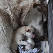 Siberian husky Mesmocans Tala Sungila