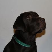 Labrador retriever Kooijoy's Mollie