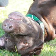 Labrador retriever Kooijoy's Mollie