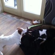 Dansk svensk gaardhund Coffee R.I.P