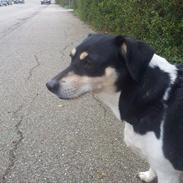 Dansk svensk gaardhund Coffee R.I.P