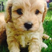 Blanding af racer Luna