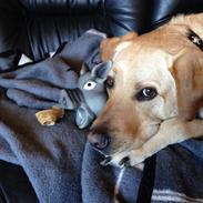 Labrador retriever Buddy