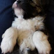 Chinese crested powder puff Vuk