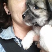 Chinese crested powder puff Vuk