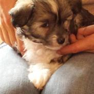 Chinese crested powder puff Vuk