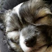 Chinese crested powder puff Vuk