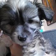 Chinese crested powder puff Vuk