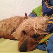 Australsk terrier Rumle Quick (Quick)