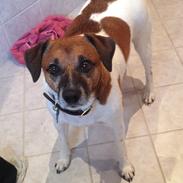 Jack russell terrier Zenta