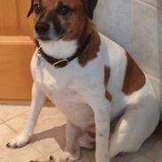 Jack russell terrier Zenta