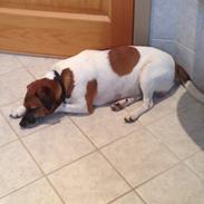 Jack russell terrier Zenta