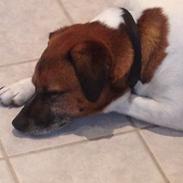 Jack russell terrier Zenta