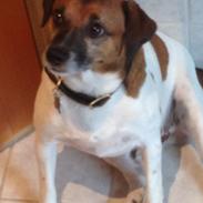 Jack russell terrier Zenta