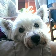 West highland white terrier Mille (Lucy Of White Roses)
