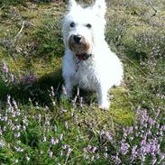 West highland white terrier Mille (Lucy Of White Roses)