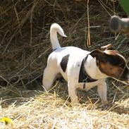 Jack russell terrier Ronja
