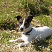 Jack russell terrier Ronja
