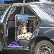 Blanding af racer Timon