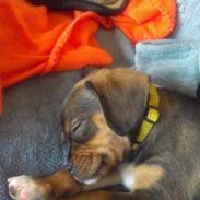 Blanding af racer Timon