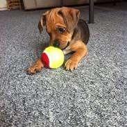 Blanding af racer Liva