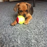 Blanding af racer Liva