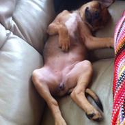 Blanding af racer Liva