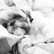 Shih tzu Maude