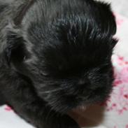 Shih tzu Zoey