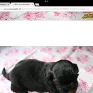Shih tzu Zoey