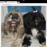 Shih tzu Zoey
