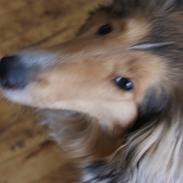 Collie langhåret Sally