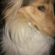 Collie langhåret Sally