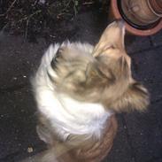 Collie langhåret Sally