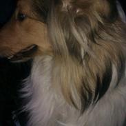 Collie langhåret Sally
