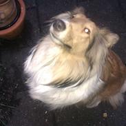 Collie langhåret Sally