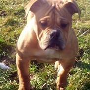 Olde english bulldogge Nikkita´z Havana
