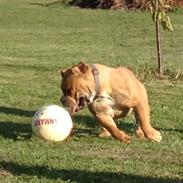 Olde english bulldogge Nikkita´z Havana