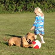 Olde english bulldogge Nikkita´z Havana