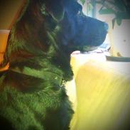 Blanding af racer Congo