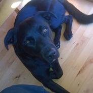 Blanding af racer Congo