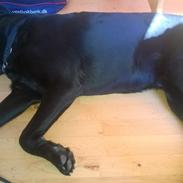 Blanding af racer Congo