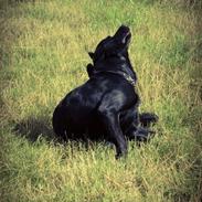 Blanding af racer Congo