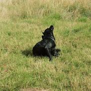 Blanding af racer Congo