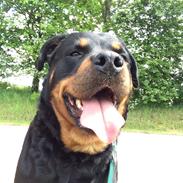 Rottweiler Winnie